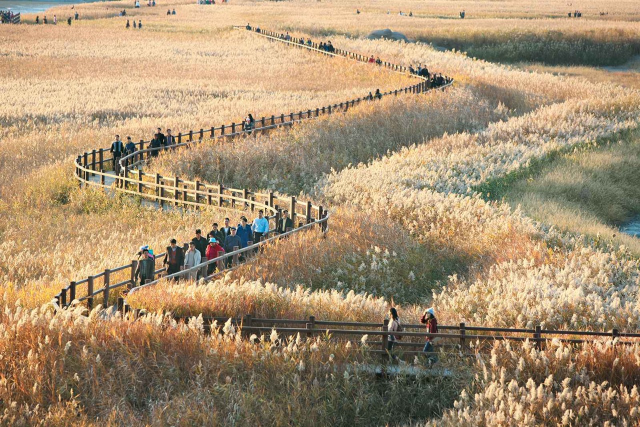 Boardwalk through the golden reeds of Suncheonman Bay
